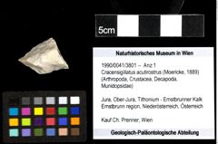 Foto (Objekt + Etiketten) von Cracensigillatus acutirostrus (Moericke, 1889) 